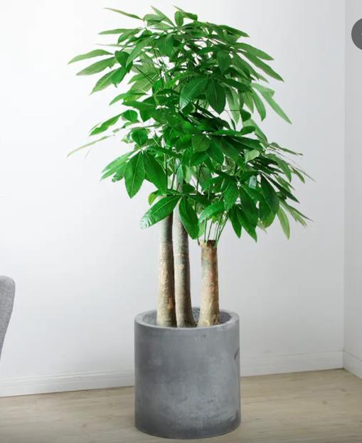 步步高發(fā)財(cái)樹(shù)